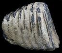 Partial Fossil Palaeoloxodon Molar #35942-1